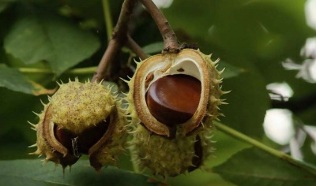 kaštonų naudojimas prostatitui gydyti
