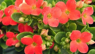 Kalanchoe lėtiniam prostatitui gydyti