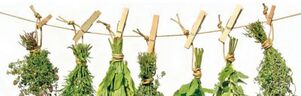 veiksmingos vaistažolės nuo prostatito